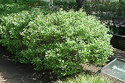 Jim Dandy Winterberry (Ilex verticillata 'Jim Dandy') at Make It Green Garden Centre