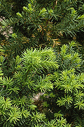 Hicks Yew (Taxus x media 'Hicksii') at Make It Green Garden Centre