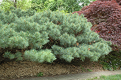Dwarf White Pine (Pinus strobus 'Nana') at Lurvey Garden Center