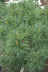 Blue Shag White Pine (Pinus strobus 'Blue Shag') at Make It Green Garden Centre