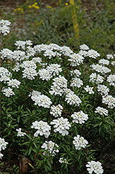 Purity Candytuft (Iberis sempervirens 'Purity') at Make It Green Garden Centre