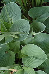 Hadspen Blue Hosta (Hosta 'Hadspen Blue') at Make It Green Garden Centre