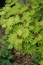 Golden Fullmoon Maple (Acer japonicum 'Aureum') at Make It Green Garden Centre