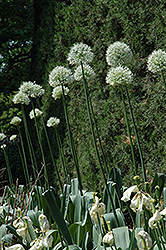 Mount Everest Ornamental Onion (Allium 'Mount Everest') at Lurvey Garden Center