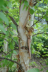 Heritage River Birch (Betula nigra 'Heritage') at Make It Green Garden Centre
