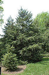 Canadian Hemlock (Tsuga canadensis) at Lurvey Garden Center