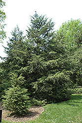 Canadian Hemlock (Tsuga canadensis) at Make It Green Garden Centre