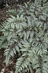 Silver Falls Painted Fern (Athyrium nipponicum 'Silver Falls') at Make It Green Garden Centre