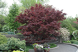 Bloodgood Japanese Maple (Acer palmatum 'Bloodgood') at Make It Green Garden Centre