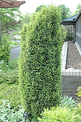 Gold Cone Juniper (Juniperus communis 'Gold Cone') at Make It Green Garden Centre