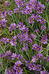 Lucerne Blue-Eyed Grass (Sisyrinchium angustifolium 'Lucerne') at Make It Green Garden Centre