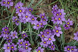Lucerne Blue-Eyed Grass (Sisyrinchium angustifolium 'Lucerne') at Make It Green Garden Centre