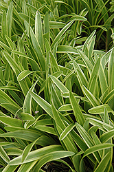 Variegata Lily Turf (Liriope muscari 'Variegata') at Make It Green Garden Centre