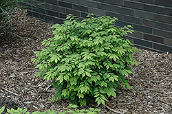 Little Moses Burning Bush (Euonymus alatus 'Odom') at Make It Green Garden Centre