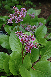 Purpleleaf Bergenia (Bergenia purpurascens) at Make It Green Garden Centre