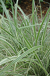 Rigoletto Maiden Grass (Miscanthus sinensis 'Rigoletto') at Make It Green Garden Centre