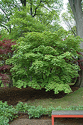Cutleaf Fullmoon Maple (Acer japonicum 'Aconitifolium') at Make It Green Garden Centre
