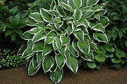 So Sweet Hosta (Hosta 'So Sweet') at Lurvey Garden Center