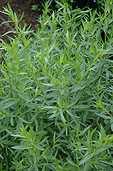 French Tarragon (Artemisia dracunculus 'Sativa') at Make It Green Garden Centre