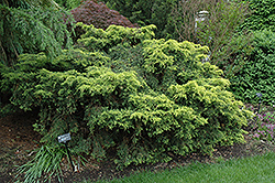 Saybrook Gold Juniper (Juniperus x media 'Saybrook Gold') at Make It Green Garden Centre