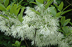 White Fringetree (Chionanthus virginicus) at Make It Green Garden Centre