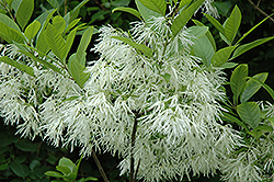 White Fringetree (Chionanthus virginicus) at Lurvey Garden Center