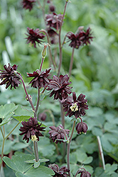 Black Barlow Columbine (Aquilegia vulgaris 'Black Barlow') at Make It Green Garden Centre