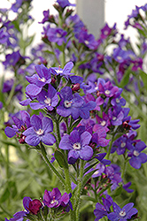 Loddon Royalist Anchusa (Anchusa azurea 'Loddon Royalist') at Lurvey Garden Center