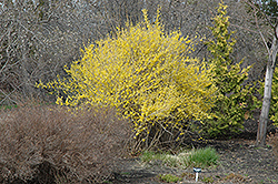 Northern Gold Forsythia (Forsythia 'Northern Gold') at Lurvey Garden Center