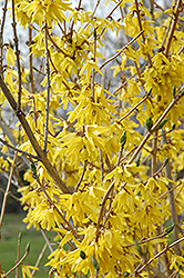 Northern Gold Forsythia (Forsythia 'Northern Gold') at Make It Green Garden Centre