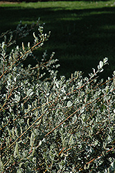 Creeping Willow (Salix repens 'var. argentea') at Make It Green Garden Centre