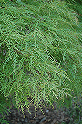 Waterfall Japanese Maple (Acer palmatum 'Waterfall') at Lurvey Garden Center