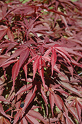 Red Dawn Full Moon Maple (Acer shirasawanum 'Red Dawn') at Lurvey Garden Center