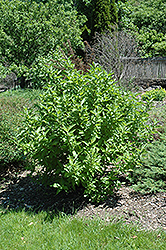 Arctic Fire Red Twig Dogwood (Cornus sericea 'Farrow') at Lurvey Garden Center