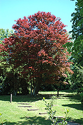 Purple-Leaf Japanese Maple (Acer palmatum 'Atropurpureum') at Make It Green Garden Centre