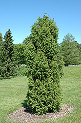 Pencil Point Juniper (Juniperus communis 'Suecica') at Make It Green Garden Centre