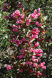 Victoria Weigela (Weigela florida 'Victoria') at Make It Green Garden Centre