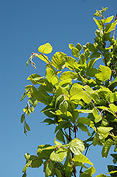 Dawyck Gold Beech (Fagus sylvatica 'Dawyck Gold') at Lurvey Garden Center