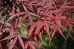 Beni Otake Japanese Maple (Acer palmatum 'Beni Otake') at Make It Green Garden Centre