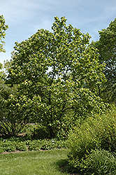 Yellow Bird Magnolia (Magnolia 'Yellow Bird') at Make It Green Garden Centre