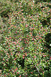 Cranberry Cotoneaster (Cotoneaster apiculatus) at Make It Green Garden Centre