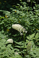 White Baneberry (Actaea pachypoda) at Lurvey Garden Center