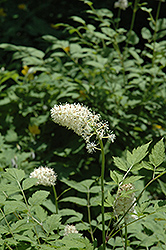 White Baneberry (Actaea pachypoda) at Make It Green Garden Centre