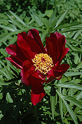 Early Scout Peony (Paeonia 'Early Scout') at Make It Green Garden Centre