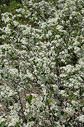 Iroquois Beauty Black Chokeberry (Aronia melanocarpa 'Morton') at Make It Green Garden Centre