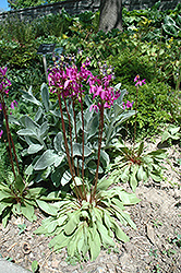 Aphrodite Shooting Star (Dodecatheon 'Aphrodite') at Make It Green Garden Centre