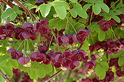 Fiveleaf Akebia (Akebia quinata) at Lurvey Garden Center