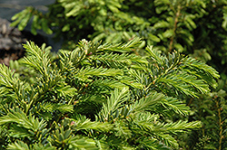 Emerald Spreader Yew (Taxus cuspidata 'Emerald Spreader') at Make It Green Garden Centre