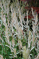 Tricolor Willow (Salix integra 'Hakuro Nishiki') at Make It Green Garden Centre