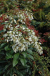 Mountain Fire Japanese Pieris (Pieris japonica 'Mountain Fire') at Lurvey Garden Center